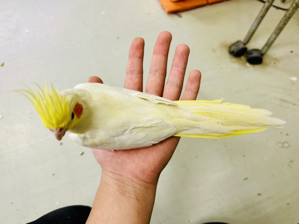 オカメインコ