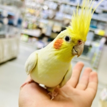 【最新画像更新☆☆】ジャギジャギ⚡️みるくdeロック🎸◝✩オカメインコ(ルチノー/2025年5月生まれ)