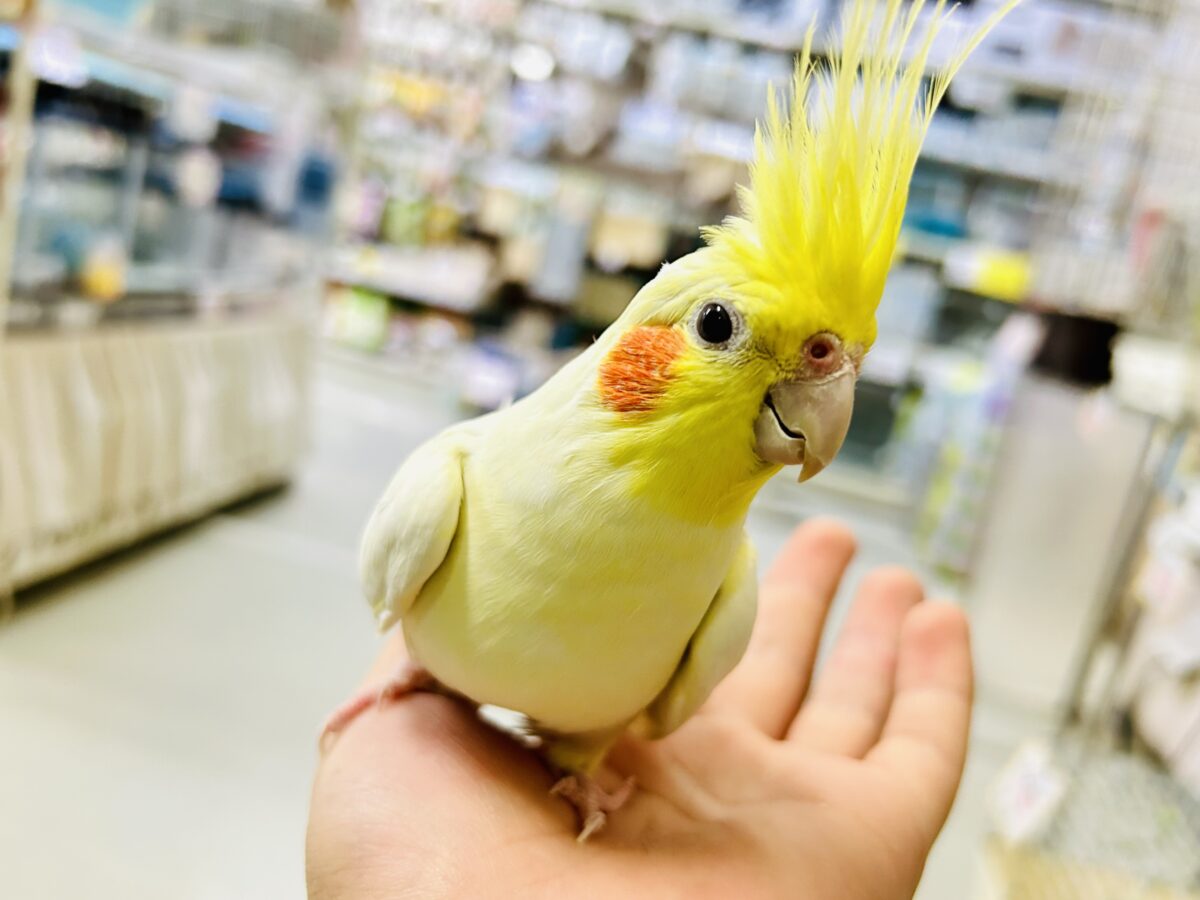 【最新画像更新☆☆】ジャギジャギ⚡️みるくdeロック🎸◝✩オカメインコ(ルチノー/2025年5月生まれ)
