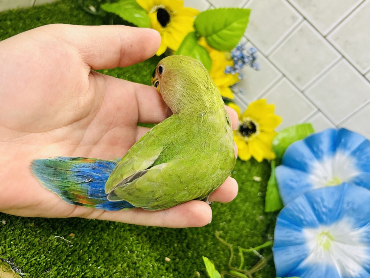 【最新画像更新☆☆】目指せ完熟フェイス!! コザクラインコ コザクラインコ(小桜インコ)