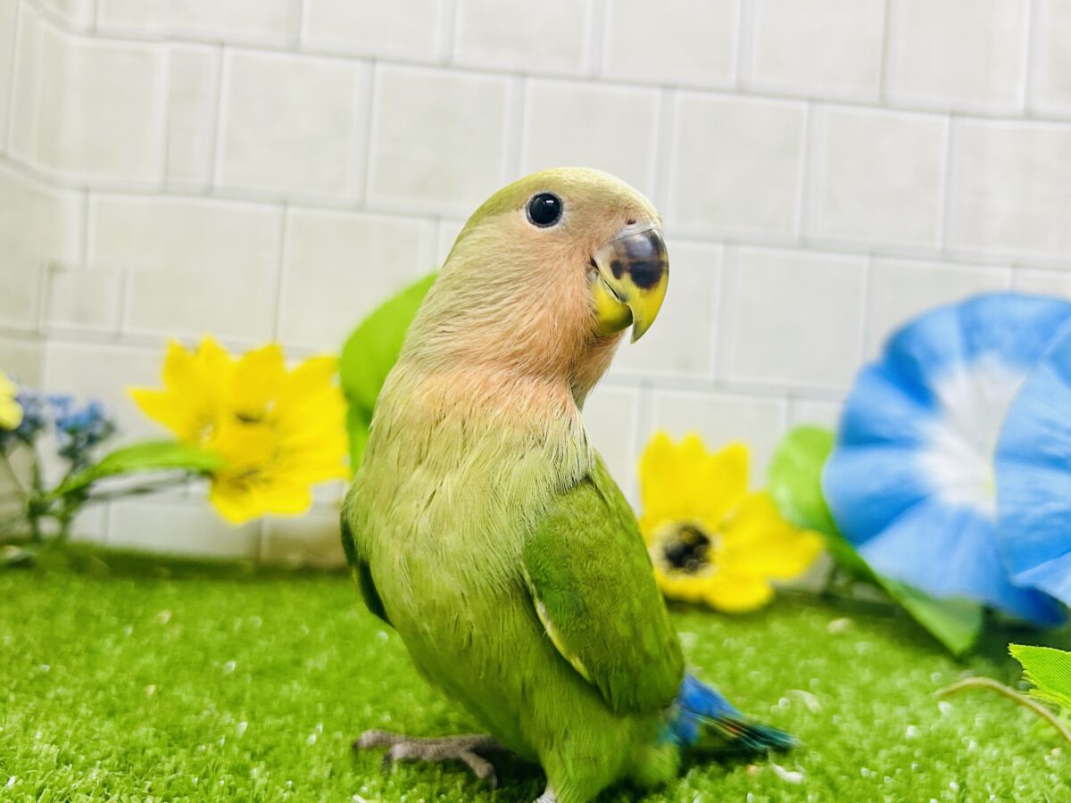 【最新画像更新☆☆】目指せ完熟フェイス!! コザクラインコ コザクラインコ(小桜インコ)
