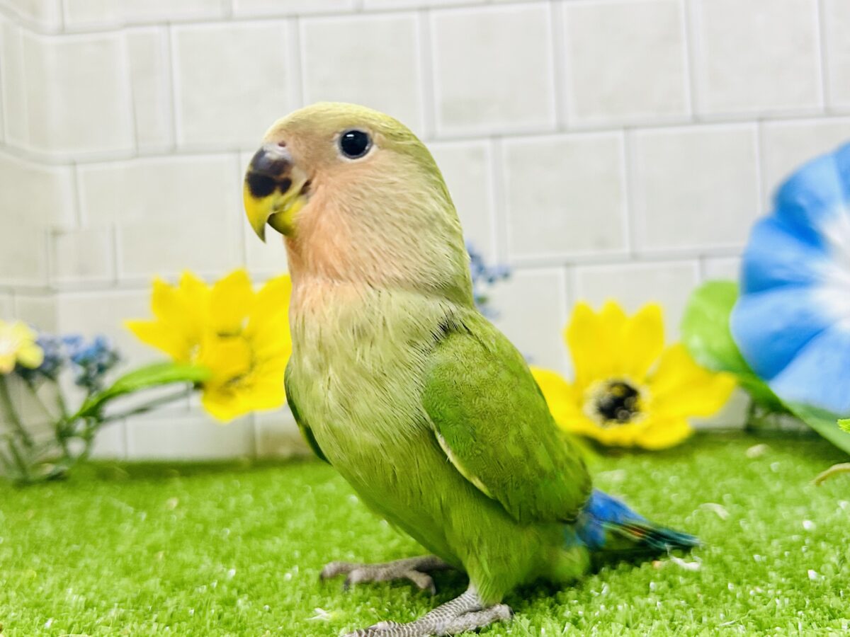 【最新画像更新☆☆】目指せ完熟フェイス!! コザクラインコ コザクラインコ(小桜インコ)