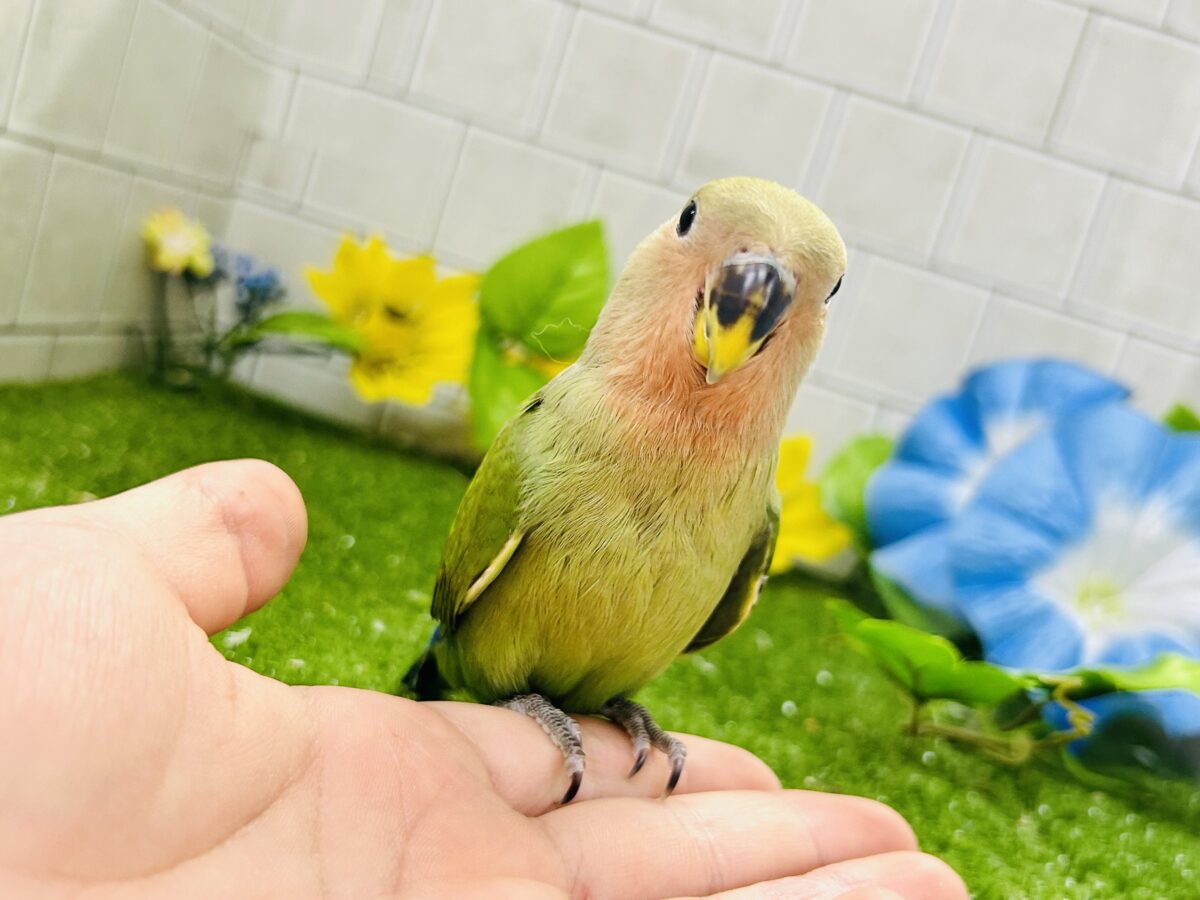 【最新画像更新☆☆】目指せ完熟フェイス!! コザクラインコ コザクラインコ(小桜インコ)