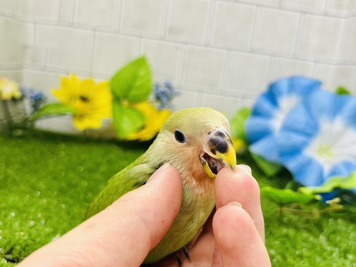 【最新画像更新☆☆】目指せ完熟フェイス!! コザクラインコ コザクラインコ(小桜インコ)