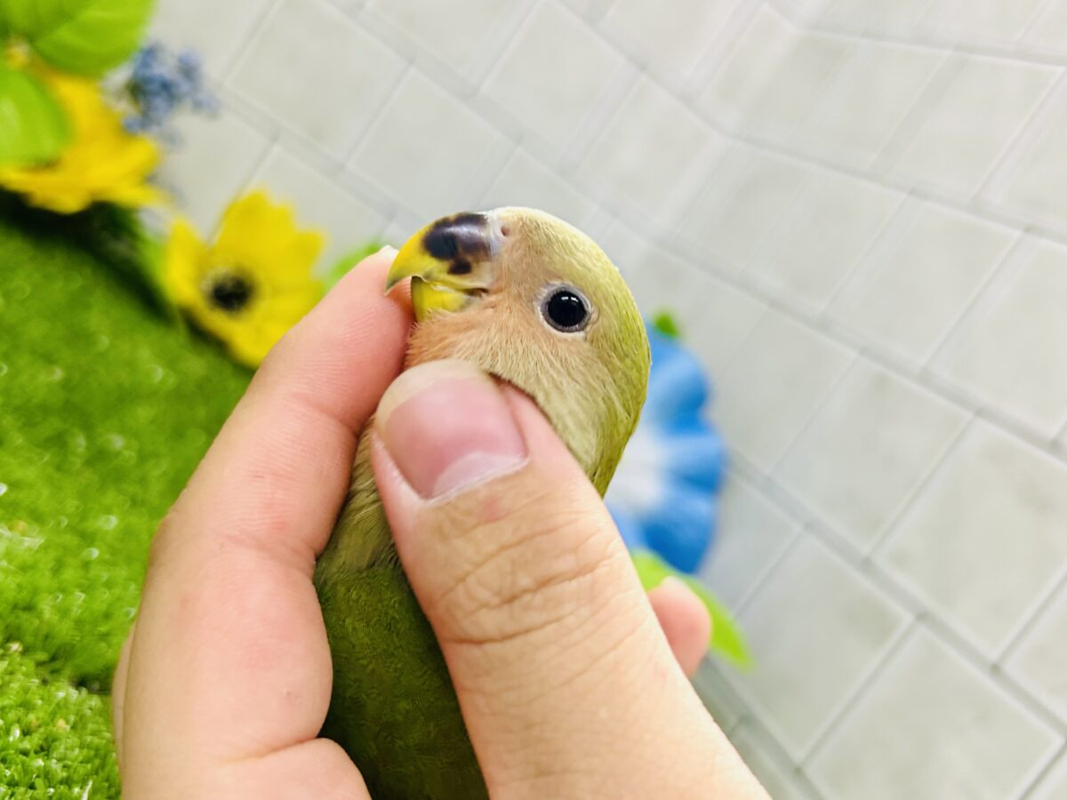 【最新画像更新☆☆】目指せ完熟フェイス!! コザクラインコ コザクラインコ(小桜インコ)
