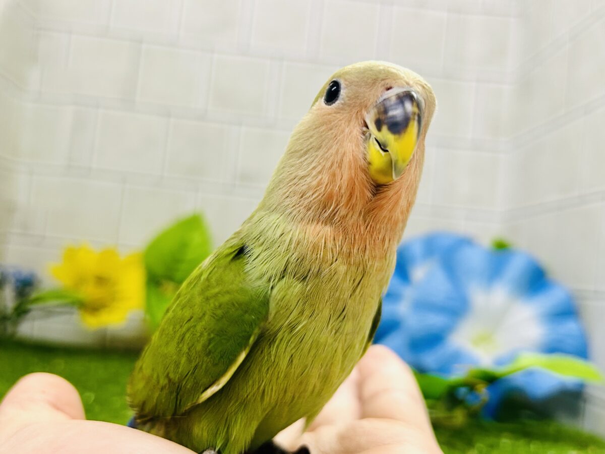 【最新画像更新☆☆】目指せ完熟フェイス!! コザクラインコ コザクラインコ(小桜インコ)