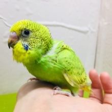 グリーンスパングルカラーのセキセイちゃんがやってきましたよ～💚💚💚　セキセイインコ