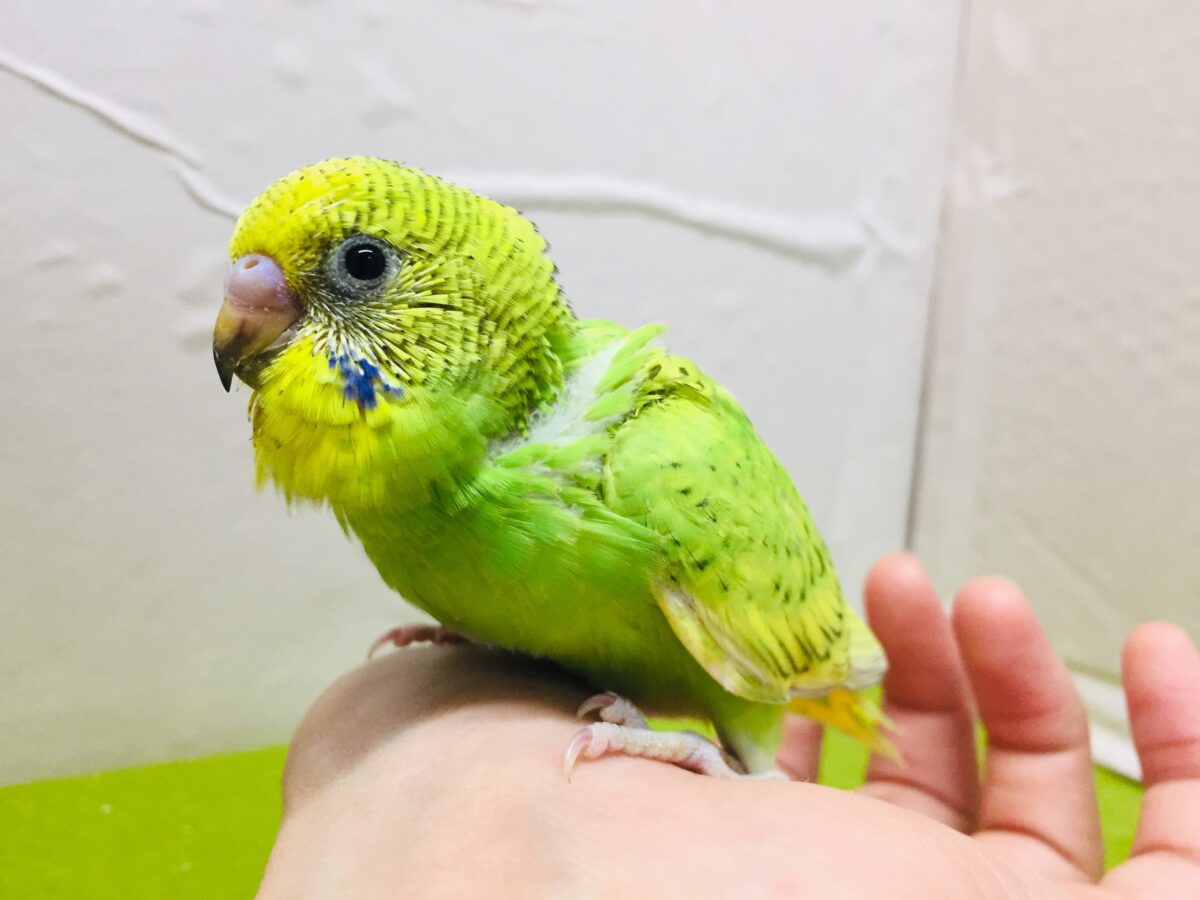 グリーンスパングルカラーのセキセイちゃんがやってきましたよ~💚💚💚 セキセイインコ セキセイインコ