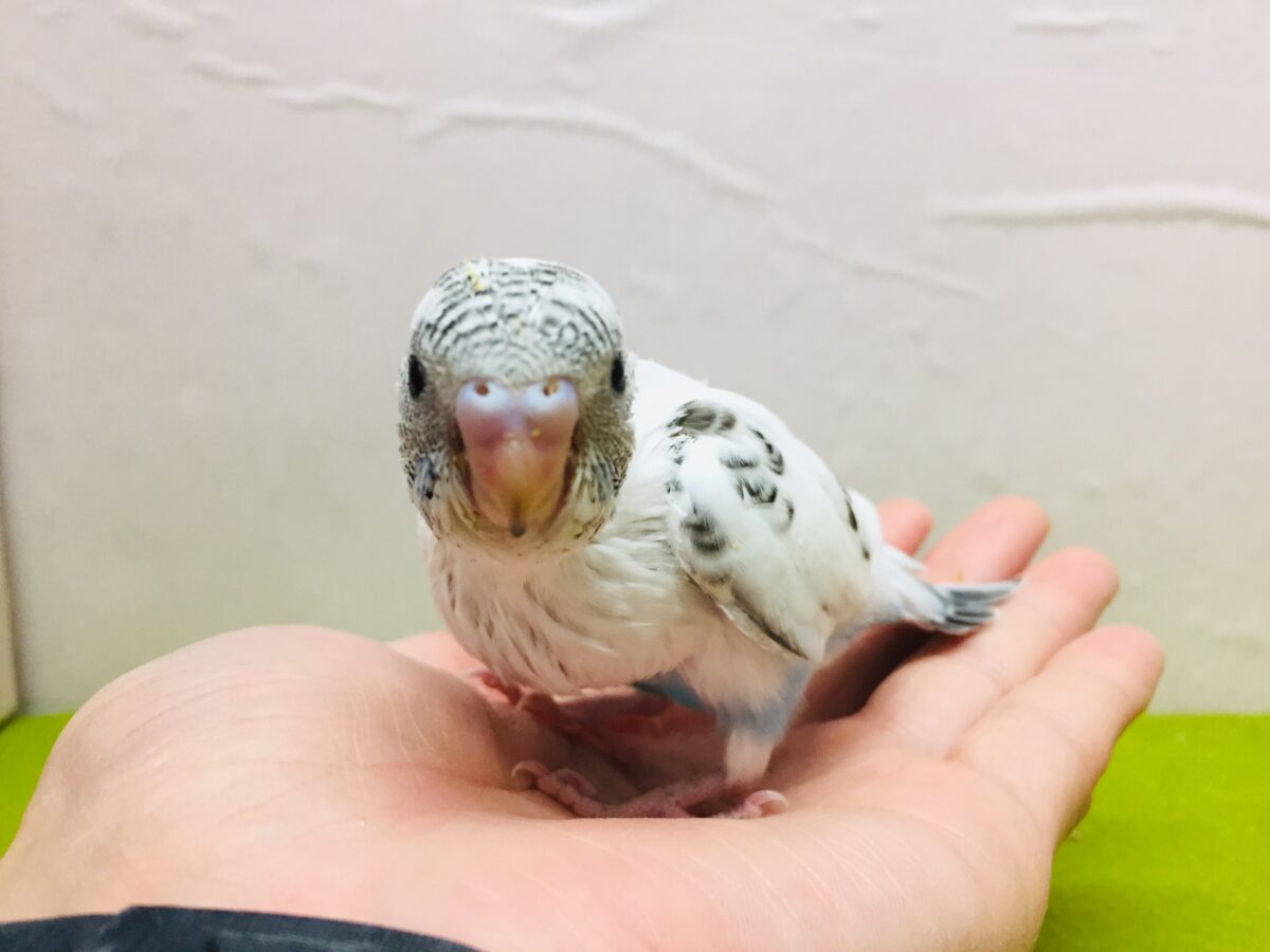 クッキークリームカラー✨✨✨ 白ハルクインカラーのセキセイちゃんがやってきましたよ~( *´艸`)💗 セキセイインコ セキセイインコ