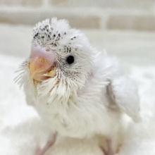 レアなパイドです✨✨　セキセイインコ（ヘビーパイド）