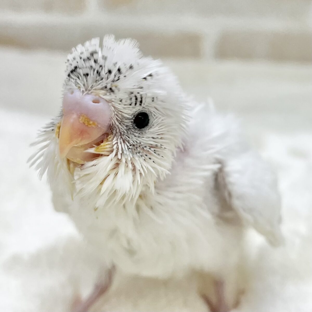 レアなパイドです✨✨　セキセイインコ（ヘビーパイド）