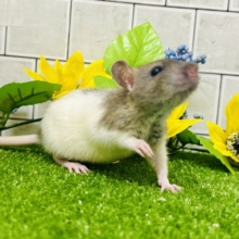 なかなか入舎は少なめのチリチリラット🐭　レッキスファンシーラット