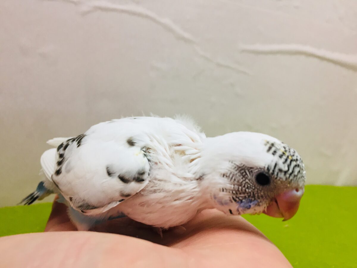 クッキークリームカラー✨✨✨ 白ハルクインカラーのセキセイちゃんがやってきましたよ~( *´艸`)💗 セキセイインコ セキセイインコ