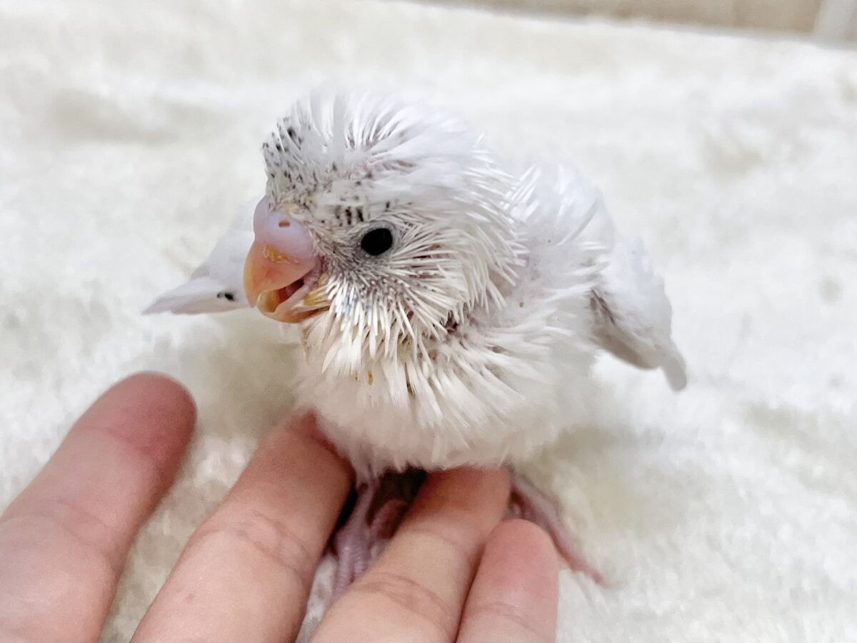 セキセイインコ