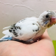 クッキークリームカラー✨✨✨　白ハルクインカラーのセキセイちゃんがやってきましたよ～( *´艸｀)💗　セキセイインコ
