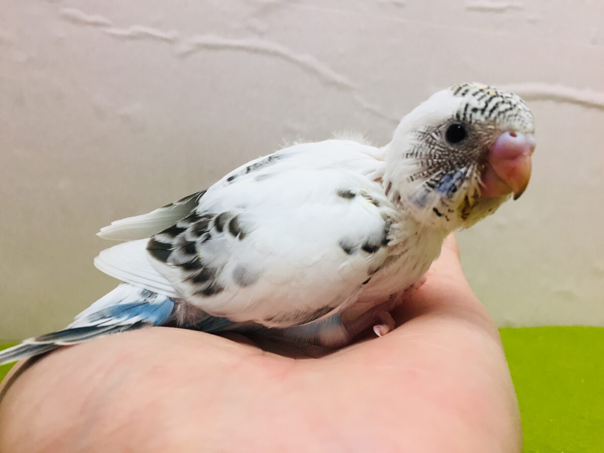 クッキークリームカラー✨✨✨ 白ハルクインカラーのセキセイちゃんがやってきましたよ~( *´艸`)💗 セキセイインコ セキセイインコ