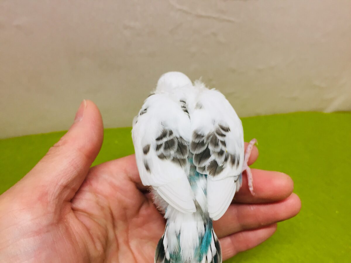 クッキークリームカラー✨✨✨ 白ハルクインカラーのセキセイちゃんがやってきましたよ~( *´艸`)💗 セキセイインコ セキセイインコ