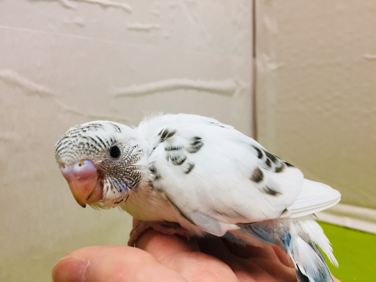 クッキークリームカラー✨✨✨ 白ハルクインカラーのセキセイちゃんがやってきましたよ~( *´艸`)💗 セキセイインコ セキセイインコ