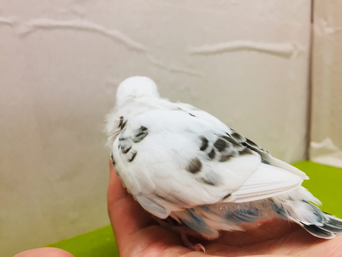 クッキークリームカラー✨✨✨ 白ハルクインカラーのセキセイちゃんがやってきましたよ~( *´艸`)💗 セキセイインコ セキセイインコ