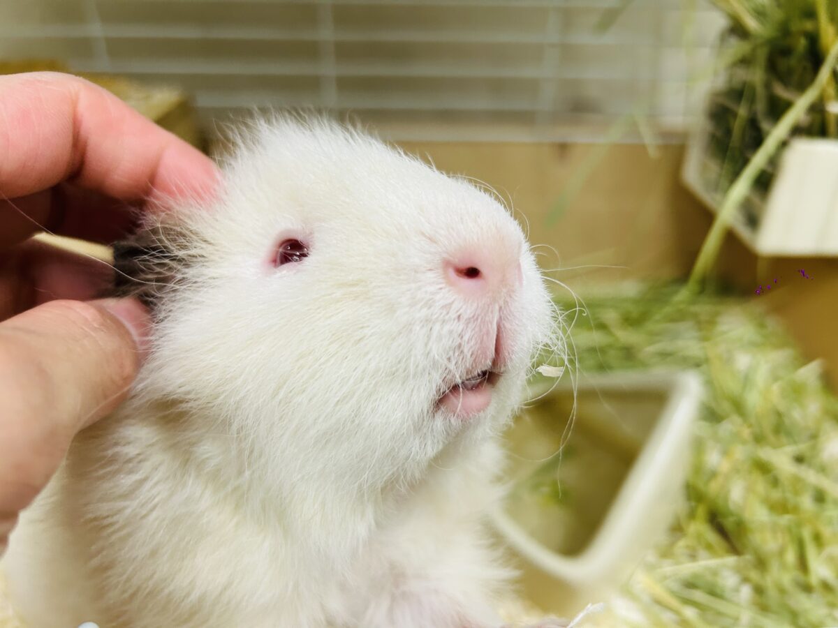 【☆最新画像更新★】まるで白い筋斗雲⁉⁉⁉ テディモルモット(アルビノ) テディモルモット