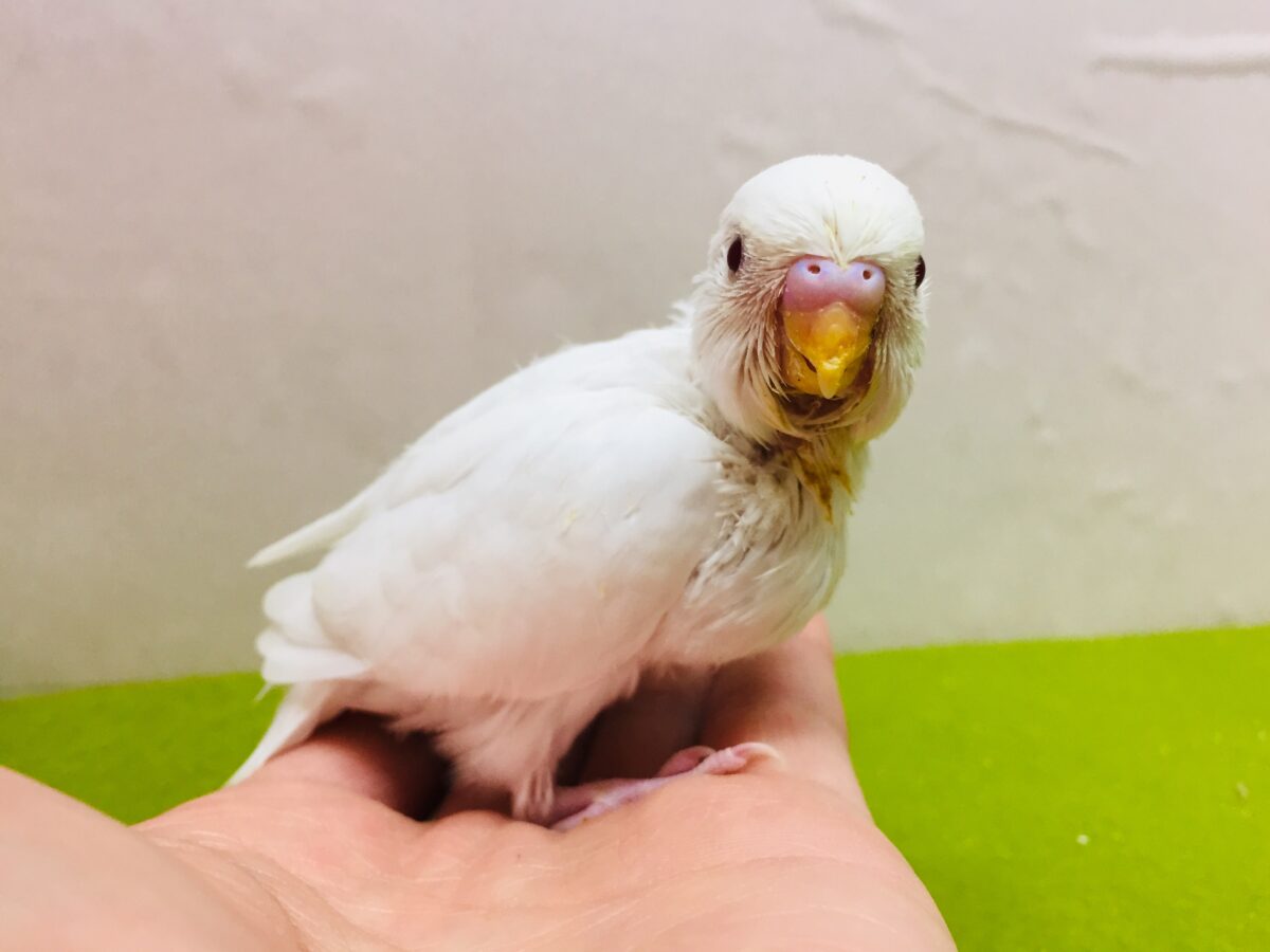 アルビノカラーのセキセイちゃんがやってきましたよ~⛄⛄⛄ セキセイインコ セキセイインコ