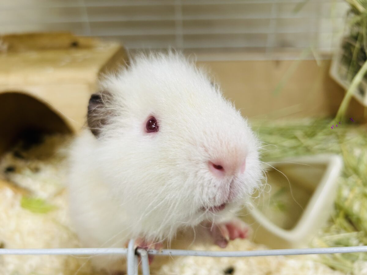【☆最新画像更新★】まるで白い筋斗雲⁉⁉⁉ テディモルモット(アルビノ) テディモルモット