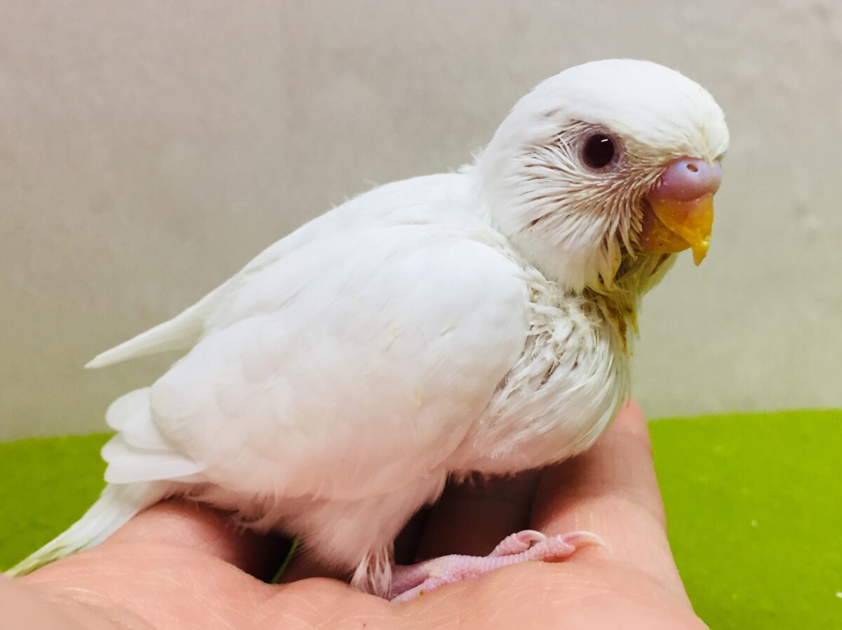 アルビノカラーのセキセイちゃんがやってきましたよ~⛄⛄⛄ セキセイインコ セキセイインコ