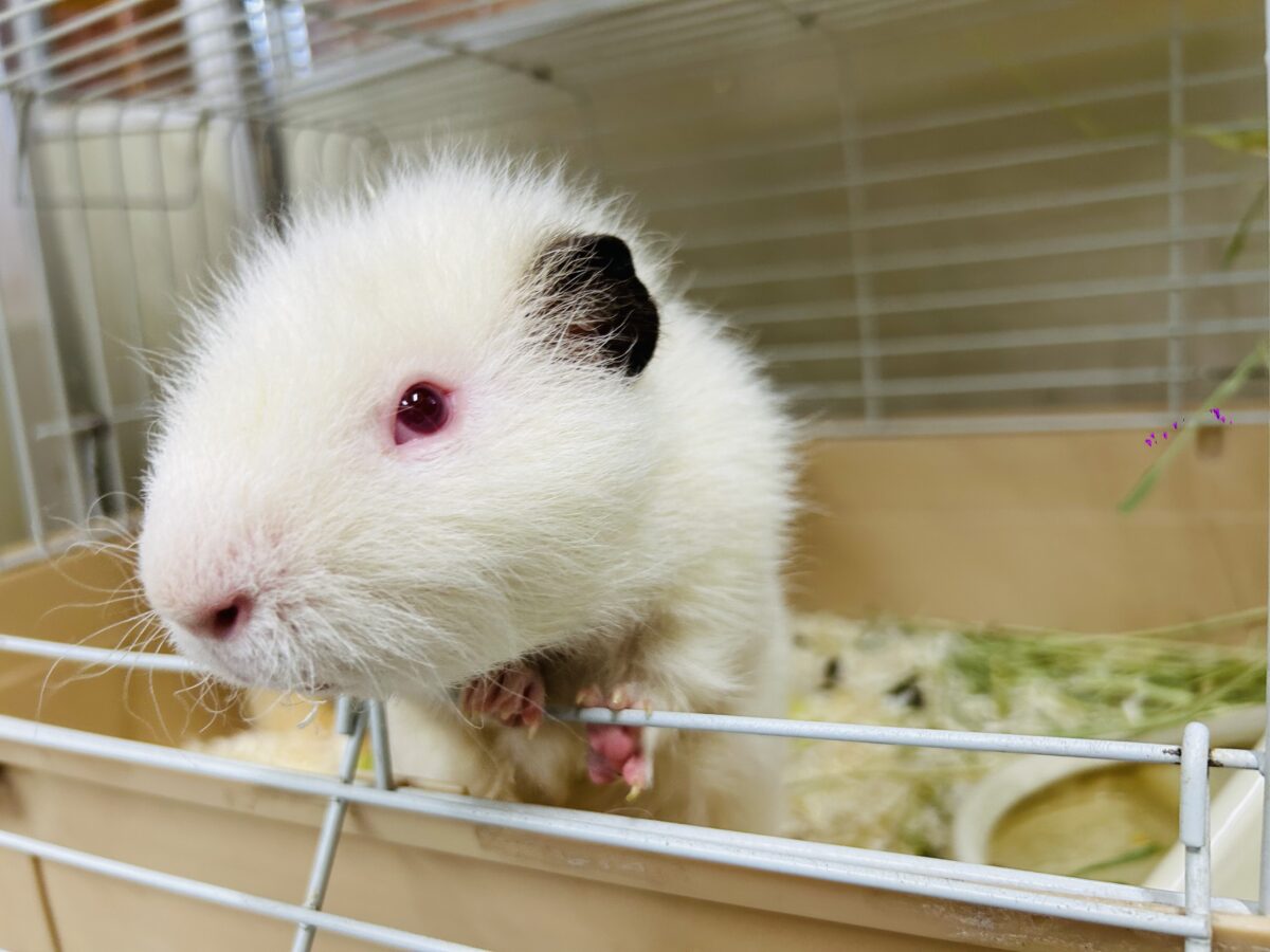 【☆最新画像更新★】まるで白い筋斗雲⁉⁉⁉ テディモルモット(アルビノ) テディモルモット