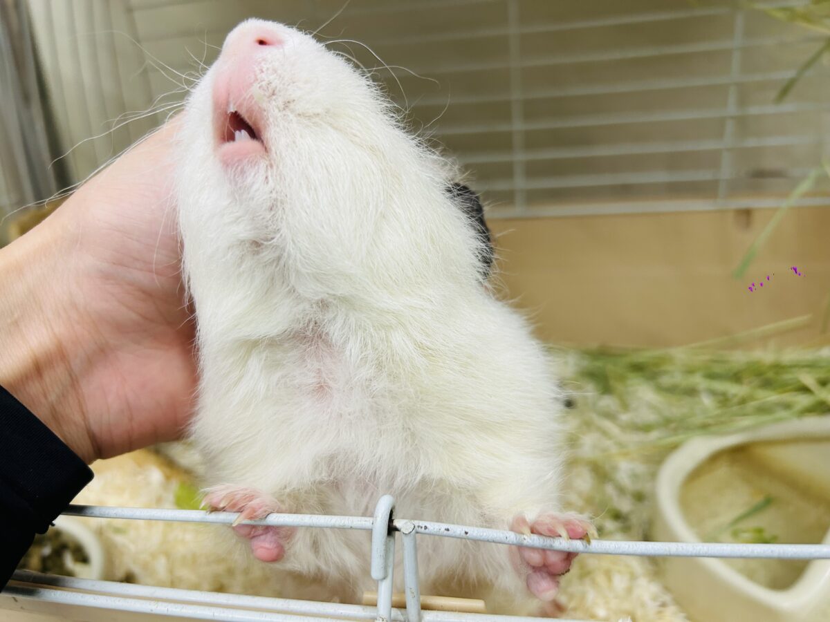 【☆最新画像更新★】まるで白い筋斗雲⁉⁉⁉ テディモルモット(アルビノ) テディモルモット