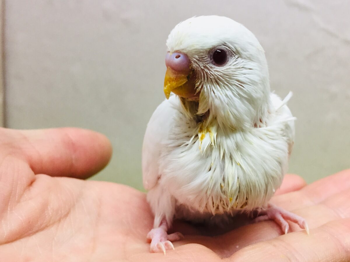アルビノカラーのセキセイちゃんがやってきましたよ~⛄⛄⛄ セキセイインコ セキセイインコ