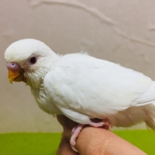 アルビノカラーのセキセイちゃんがやってきましたよ～⛄⛄⛄　セキセイインコ