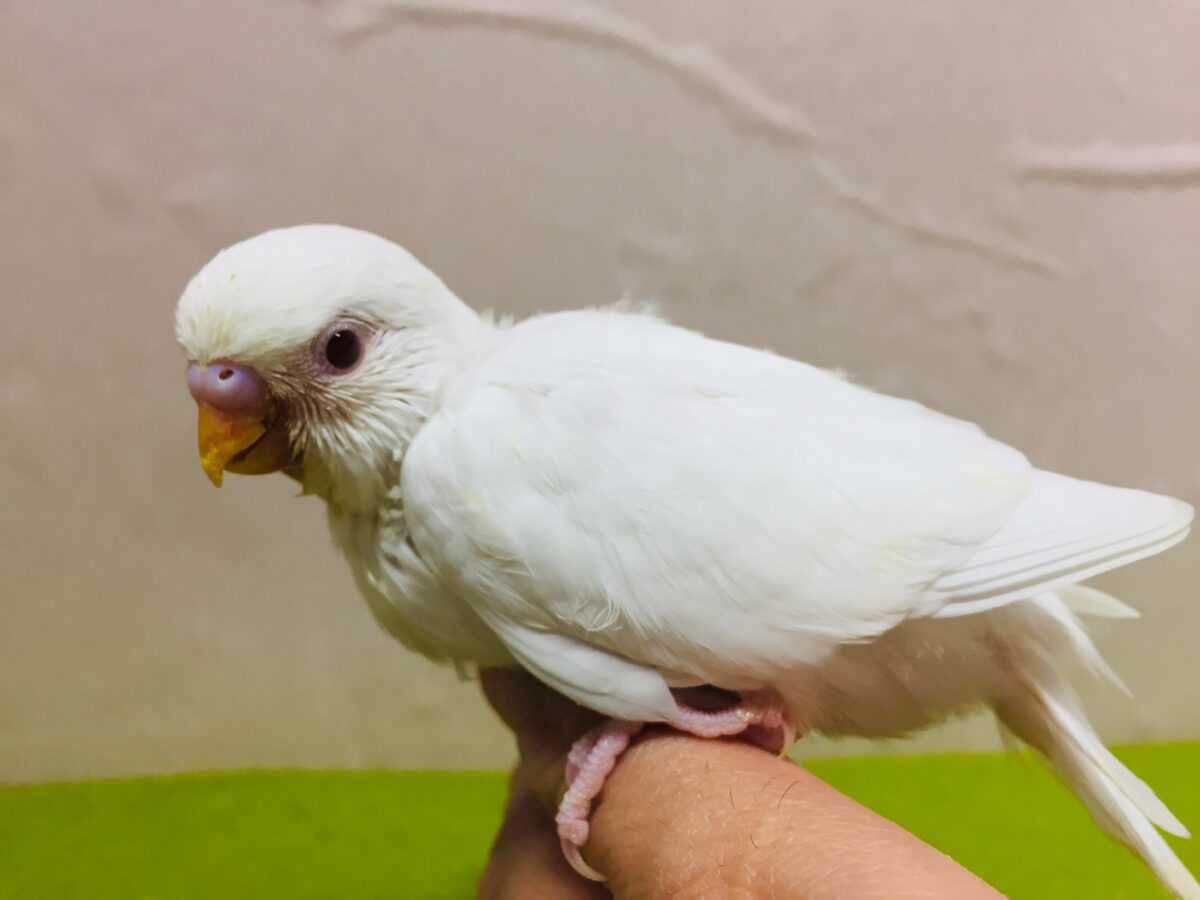 アルビノカラーのセキセイちゃんがやってきましたよ~⛄⛄⛄ セキセイインコ セキセイインコ