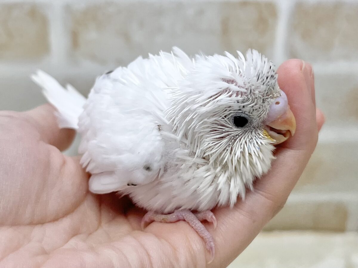 レアなパイドです✨✨ セキセイインコ(ヘビーパイド) セキセイインコ