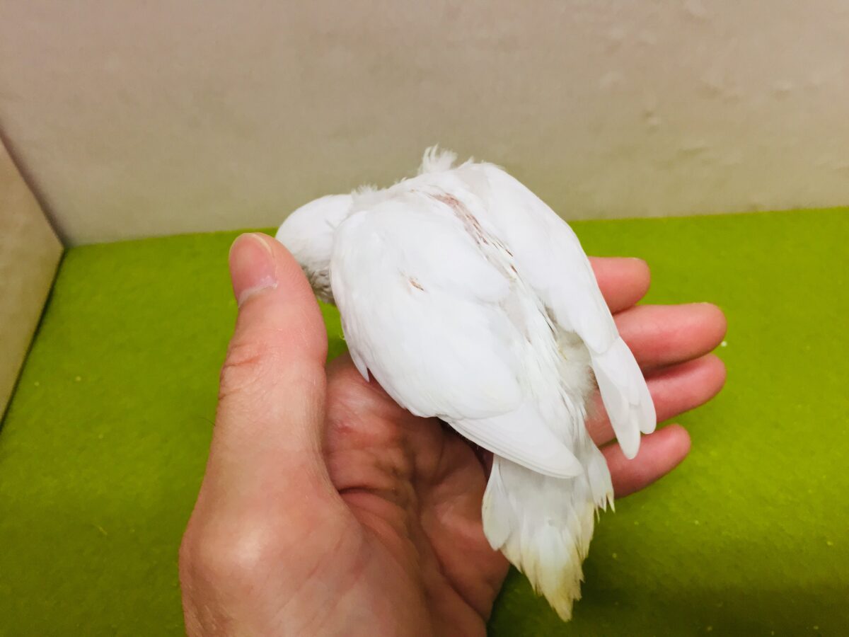 アルビノカラーのセキセイちゃんがやってきましたよ~⛄⛄⛄ セキセイインコ セキセイインコ
