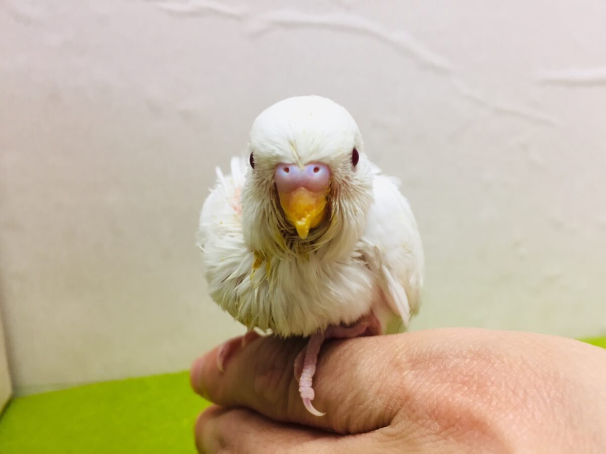 アルビノカラーのセキセイちゃんがやってきましたよ~⛄⛄⛄ セキセイインコ セキセイインコ