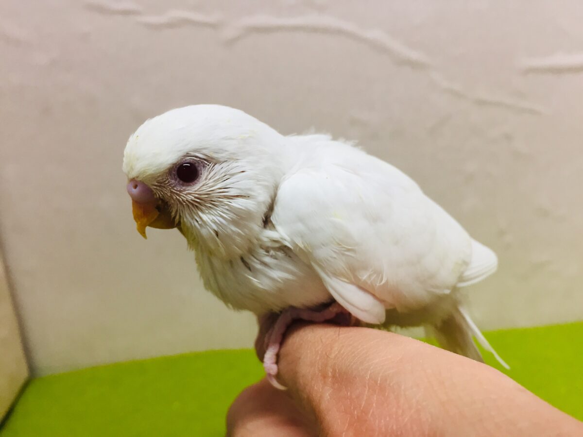 アルビノカラーのセキセイちゃんがやってきましたよ~⛄⛄⛄ セキセイインコ セキセイインコ