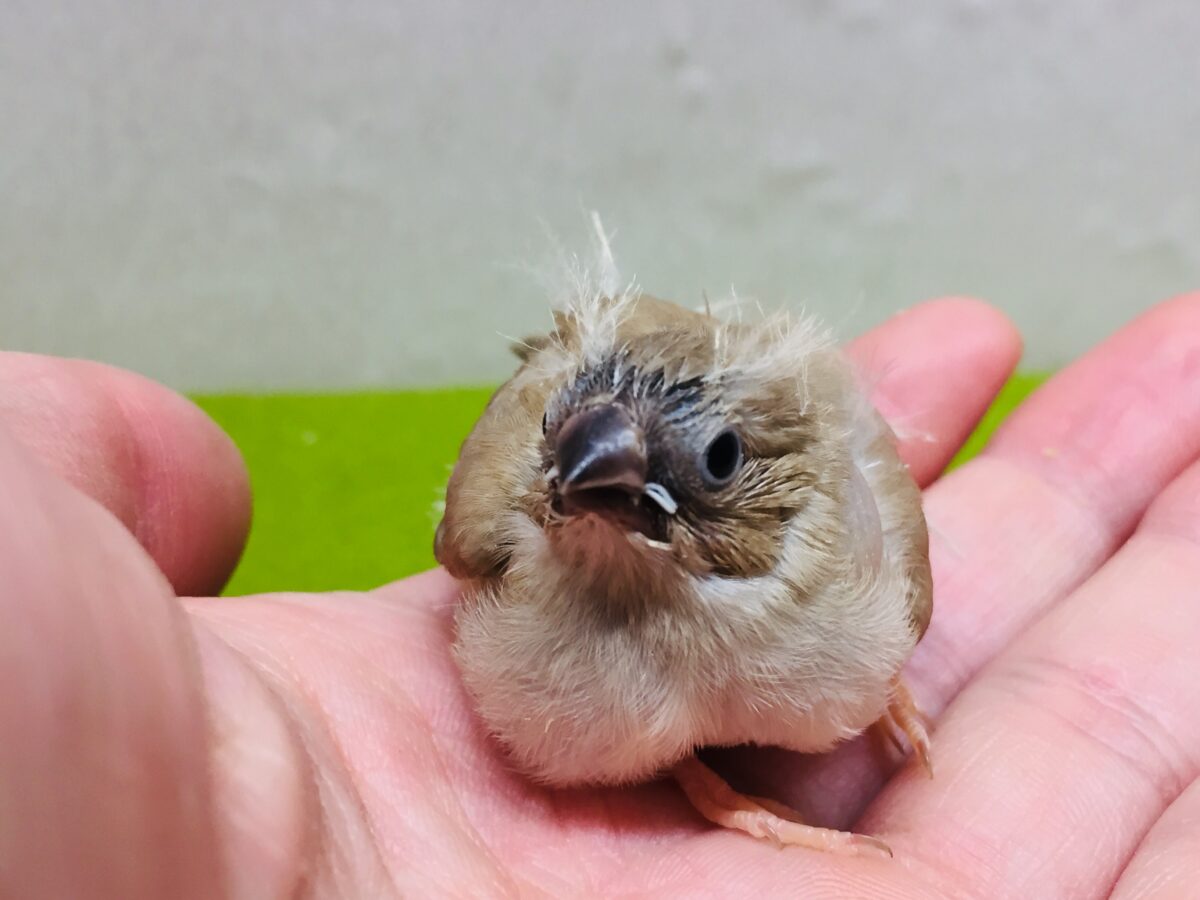 大人気!!✨ミニミニ怪獣ちゃんの登場です🔥🔥🔥 キンカチョウ(フォーン) 錦花鳥(キンカチョウ)