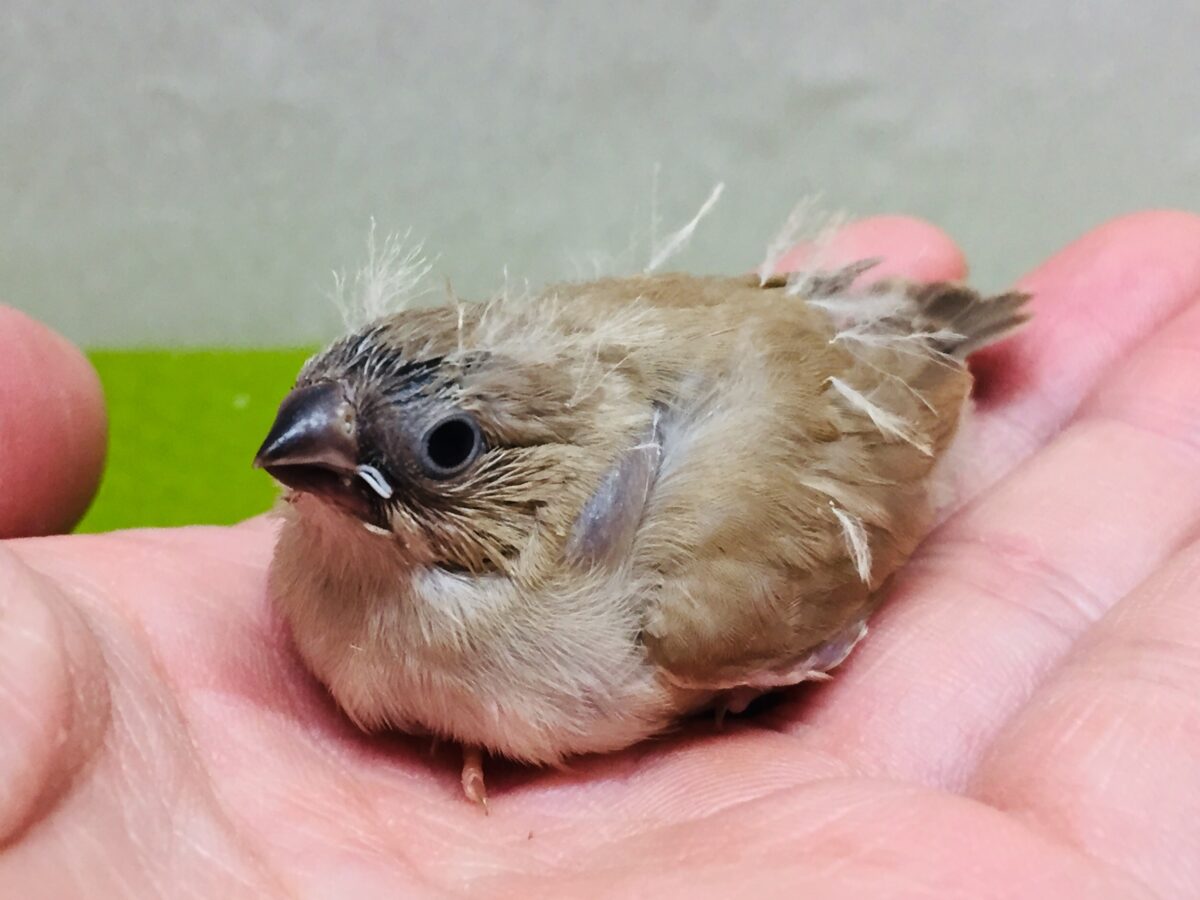 大人気!!✨ミニミニ怪獣ちゃんの登場です🔥🔥🔥 キンカチョウ(フォーン) 錦花鳥(キンカチョウ)