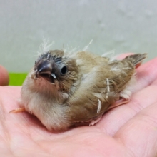 大人気！！✨ミニミニ怪獣ちゃんの登場です🔥🔥🔥　キンカチョウ（フォーン）