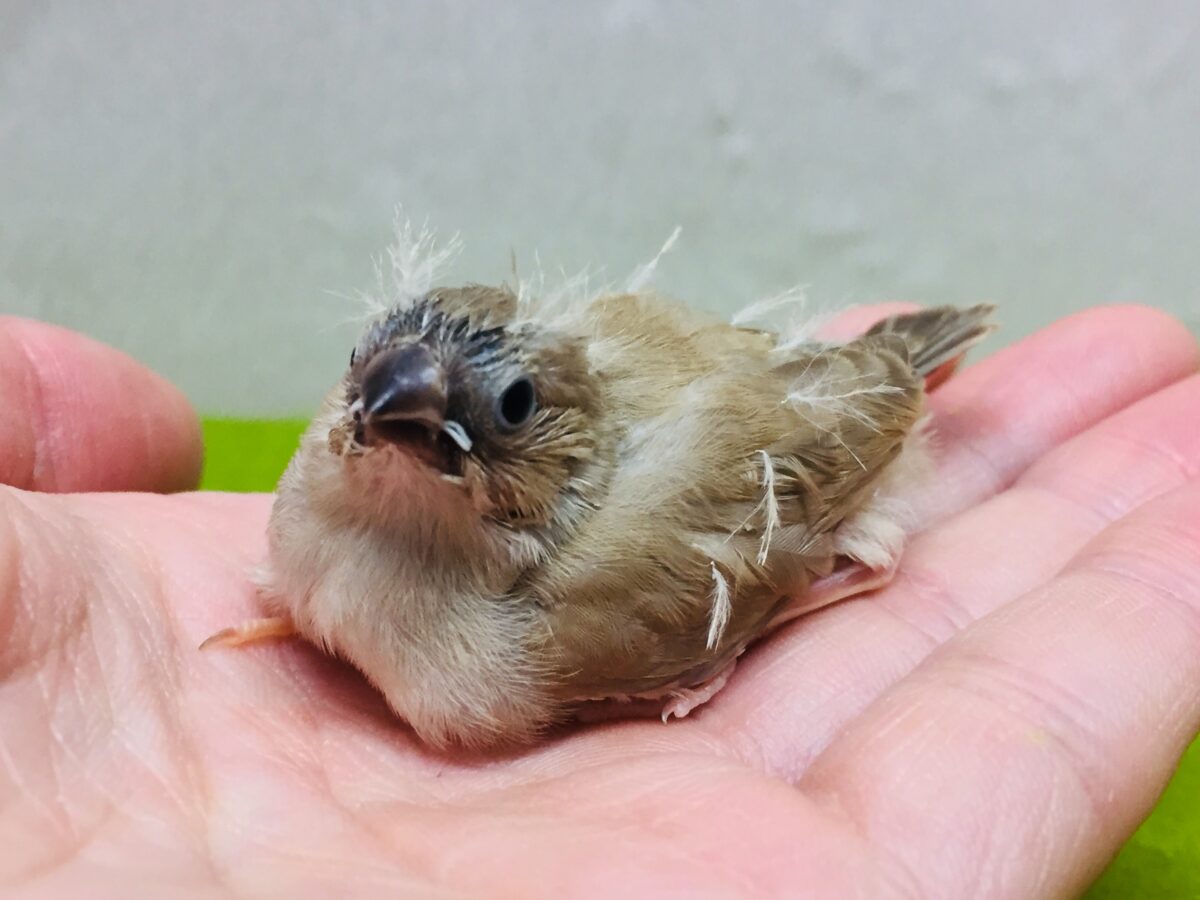 大人気！！✨ミニミニ怪獣ちゃんの登場です🔥🔥🔥　キンカチョウ（フォーン）