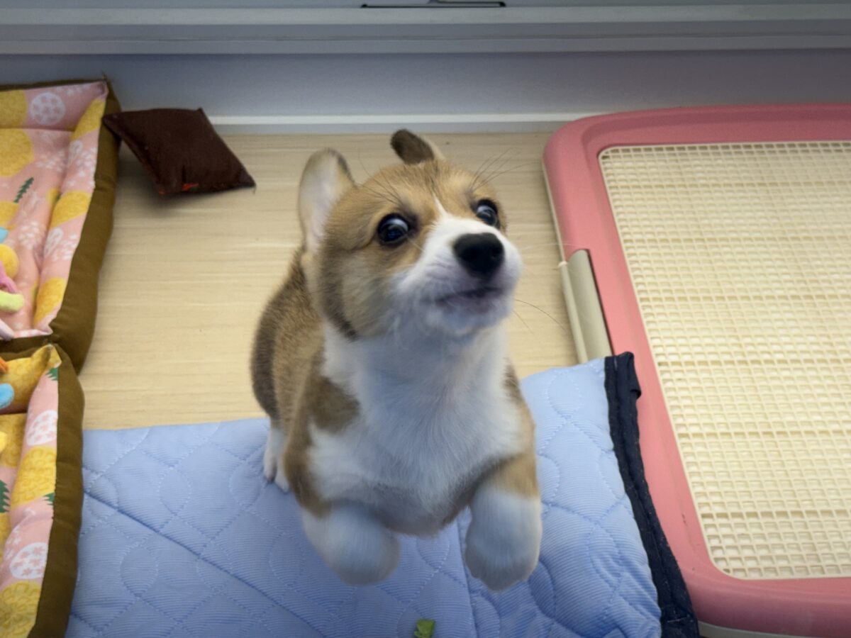 最新画像更新✨美人さん降臨💗💗おてんば娘のハッピーGirl💕コーギーの女の子登場〜🐶🐾 ウェルシュコーギー・ペンブローグ