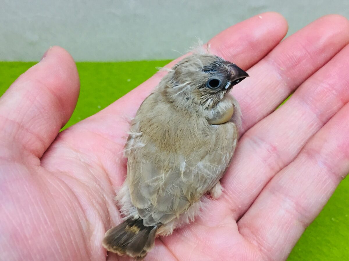 大人気!!✨ミニミニ怪獣ちゃんの登場です🔥🔥🔥 キンカチョウ(フォーン) 錦花鳥(キンカチョウ)
