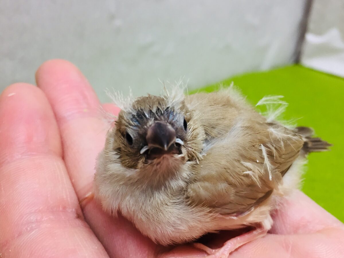 大人気!!✨ミニミニ怪獣ちゃんの登場です🔥🔥🔥 キンカチョウ(フォーン) 錦花鳥(キンカチョウ)
