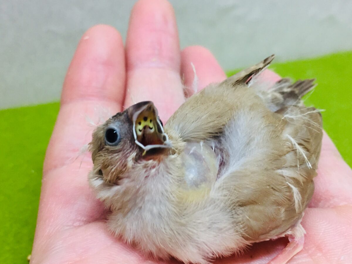 大人気!!✨ミニミニ怪獣ちゃんの登場です🔥🔥🔥 キンカチョウ(フォーン) 錦花鳥(キンカチョウ)
