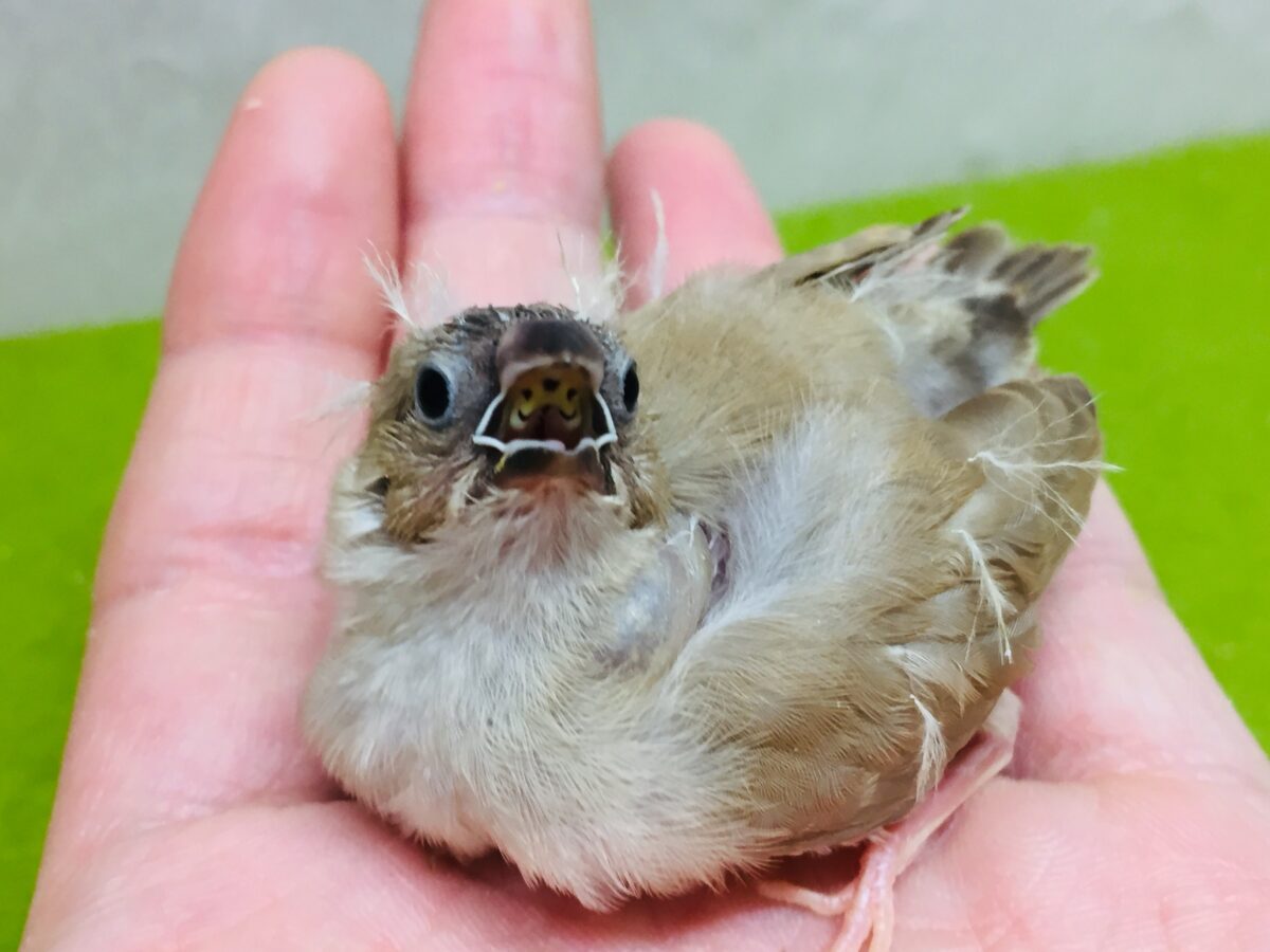 大人気!!✨ミニミニ怪獣ちゃんの登場です🔥🔥🔥 キンカチョウ(フォーン) 錦花鳥(キンカチョウ)