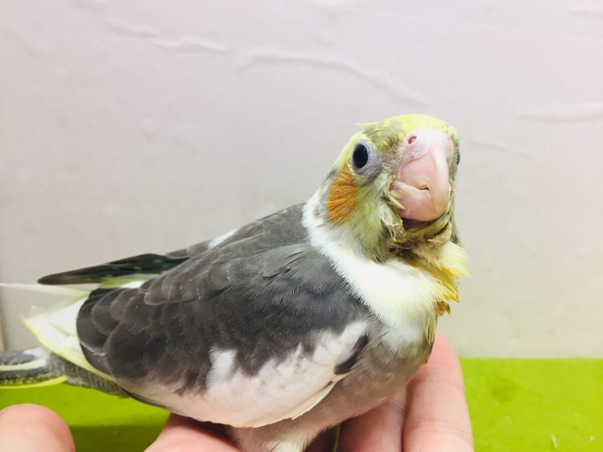 パイドカラーのオカメインコさんがやってきましたよ~⚡⚡⚡⚡ オカメインコ