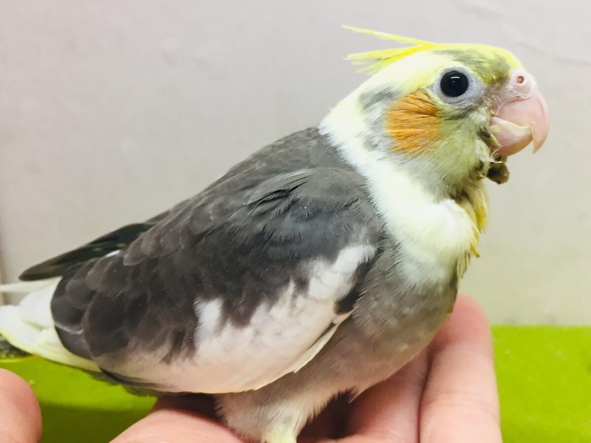 パイドカラーのオカメインコさんがやってきましたよ~⚡⚡⚡⚡ オカメインコ