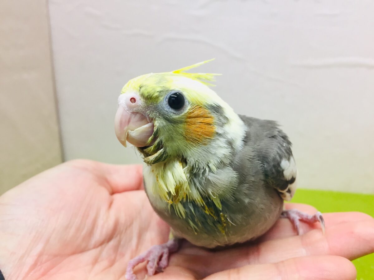 パイドカラーのオカメインコさんがやってきましたよ~⚡⚡⚡⚡ オカメインコ