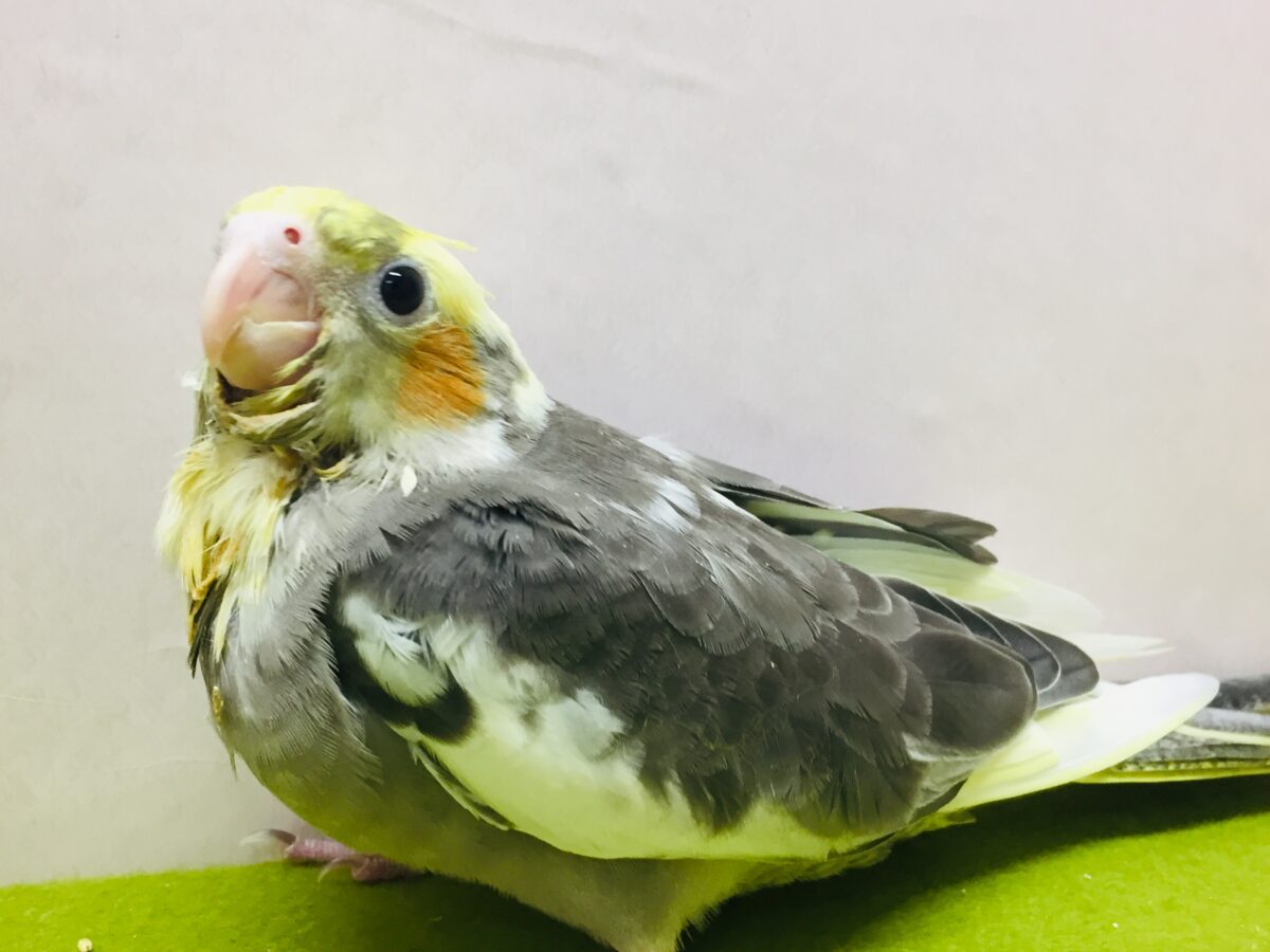 パイドカラーのオカメインコさんがやってきましたよ~⚡⚡⚡⚡ オカメインコ