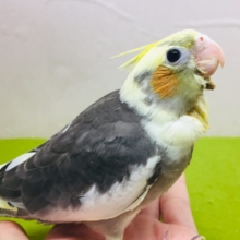 パイドカラーのオカメインコさんがやってきましたよ～⚡⚡⚡⚡